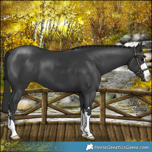 Horse Color:Black 