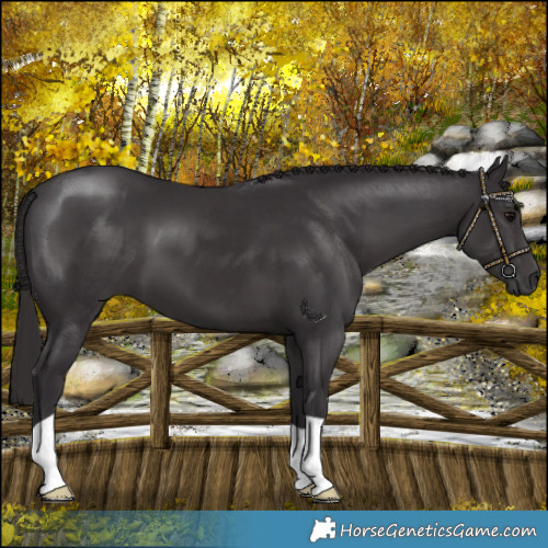 Horse Color:Smoky Black 