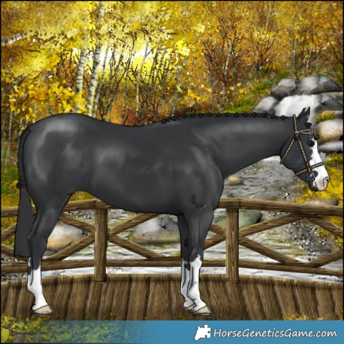 Horse Color:Black 
