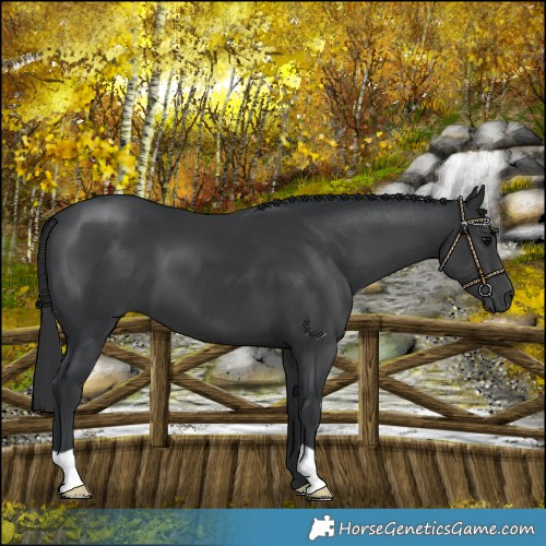 Horse Color:Black 