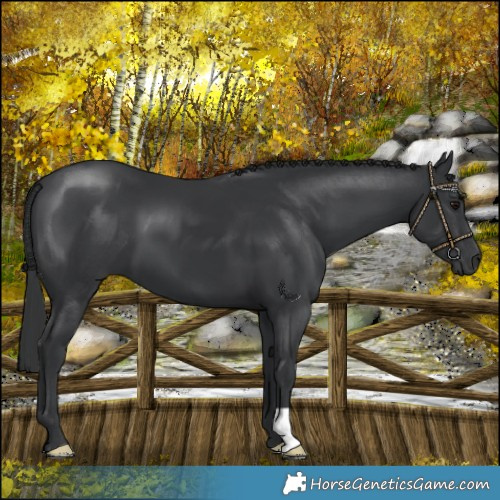 Horse Color:Black 