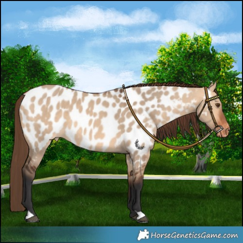 Horse Color:Bay Dun Near Leopard 