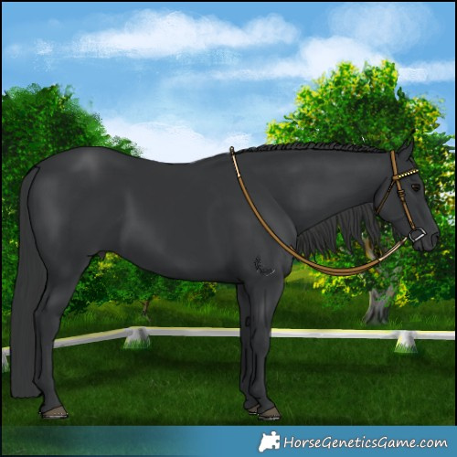 Horse Color:Black 