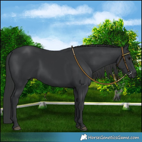 Horse Color:Black 