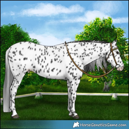 Horse Color:Black Leopard