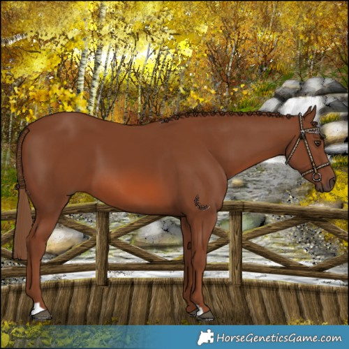 Horse Color:Chestnut 