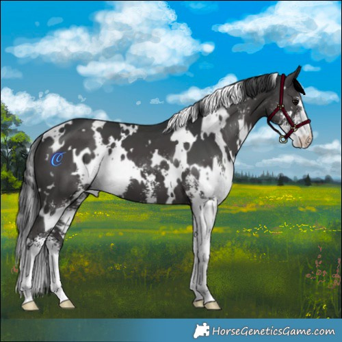 Horse Color:White Spotted Black Sabino 
