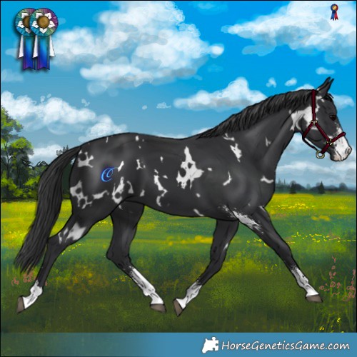 Horse Color:White Spotted Black Sabino