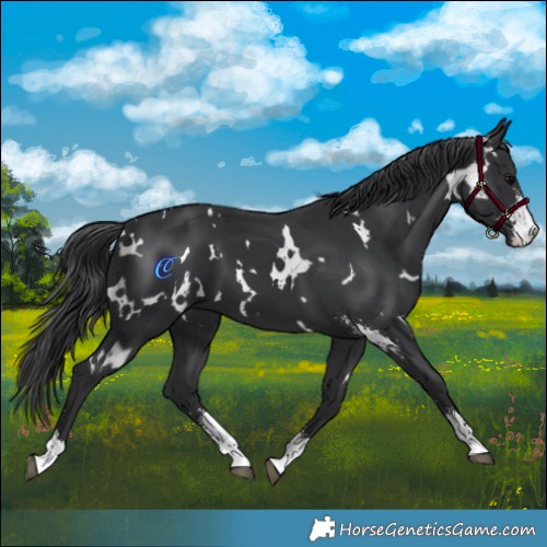 Horse Color:White Spotted Black Sabino 