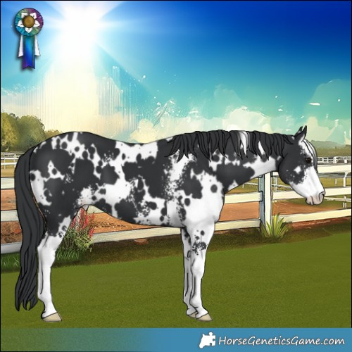 Horse Color:White Spotted Black Sabino 