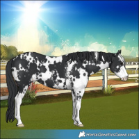 Horse Color:White Spotted Black Sabino 