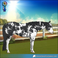Horse Color:White Spotted Black Sabino