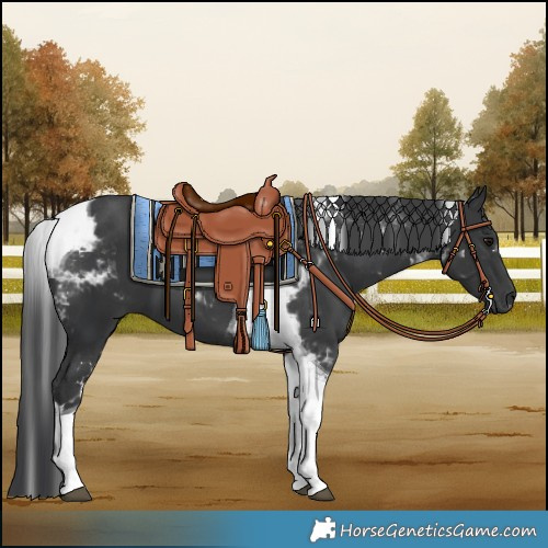 Horse Color:Black Tobiano 