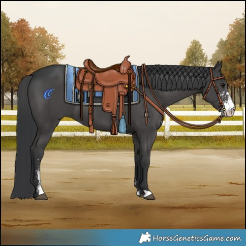 Horse Color:Black Sabino 