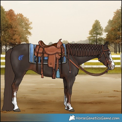 Horse Color:Liver Chestnut Sabino 