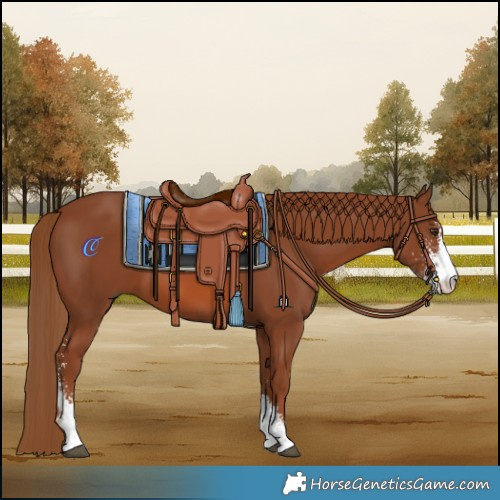 Horse Color:Chestnut Sabino