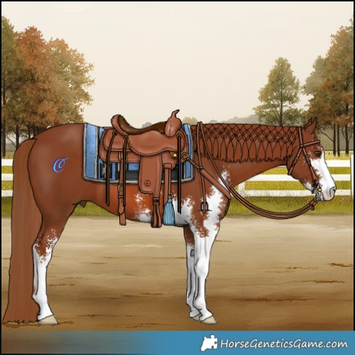 Horse Color:Chestnut Sabino 