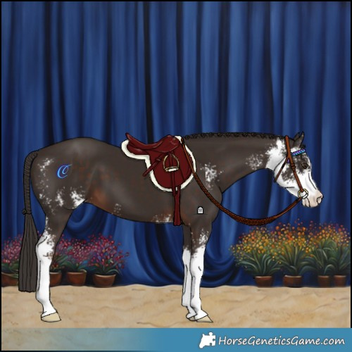 Horse Color:Liver Chestnut Sabino 