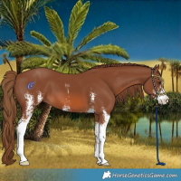 Horse Color:Chestnut Sabino 