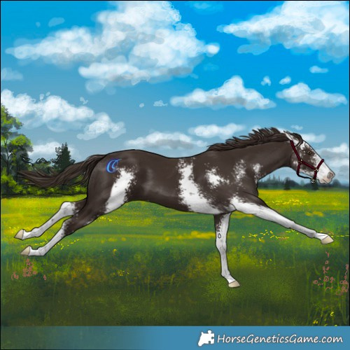 Horse Color:Liver Chestnut Sabino 