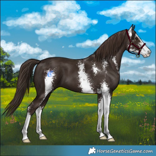 Horse Color:Liver Chestnut Sabino 