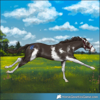Horse Color:Liver Chestnut Sabino 