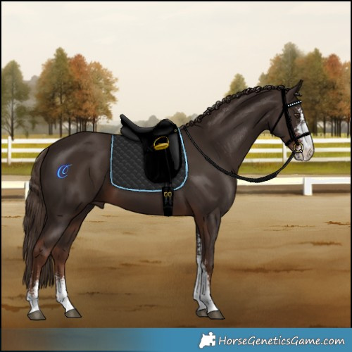 Horse Color:Liver Chestnut Sabino 