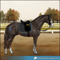 Horse Color:Liver Chestnut Sabino 