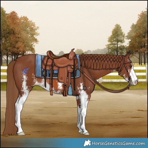 Horse Color:Chestnut Sabino 