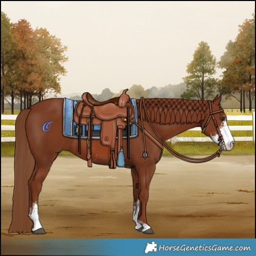 Horse Color:Chestnut Sabino