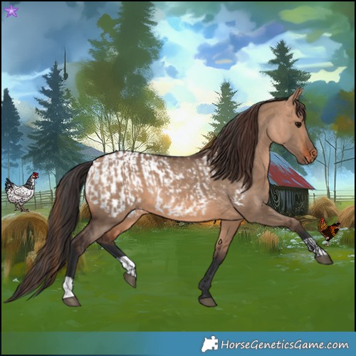 Horse Color:Bay Dun  and Bay Dun Blanket 