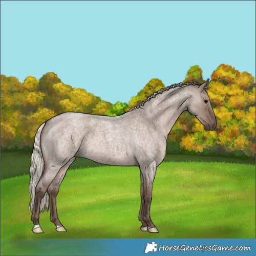 Horse Color:Silver Grullo Roan 