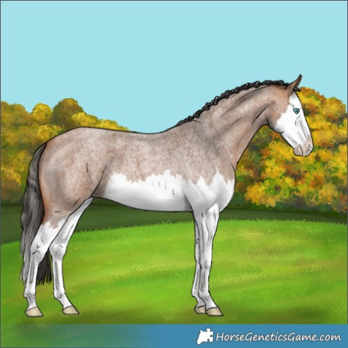 Horse Color:Bay Roan Splash 