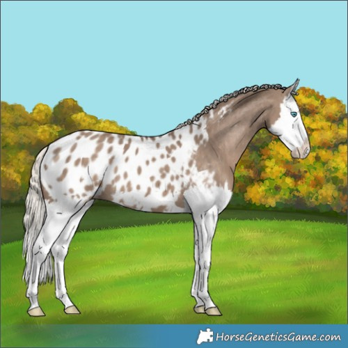 Horse Color:Silver Grullo Splash Appaloosa 
