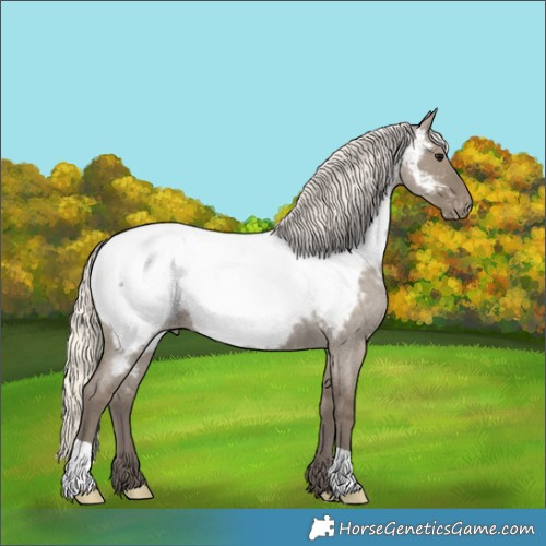 Horse Color:Silver Smoky Grullo Roan Appaloosa 