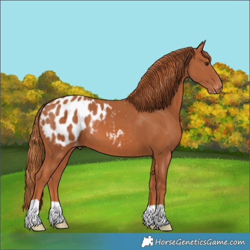Horse Color:Chestnut Blanket
