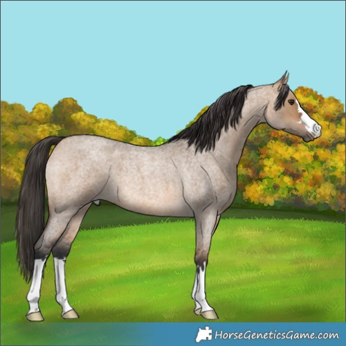 Horse Color:Bay Roan Dun