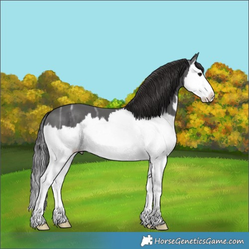 Horse Color:Smoky Black Ice Splash 