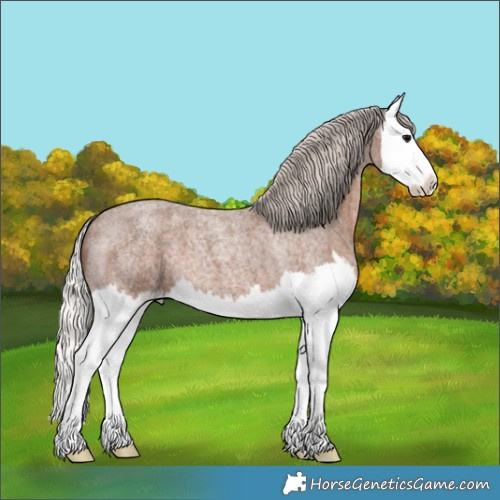Horse Color:Silver Blue Roan Splash 