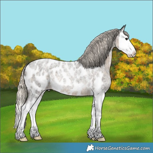 Horse Color:Silver Smoky Blue Roan Splash Appaloosa 