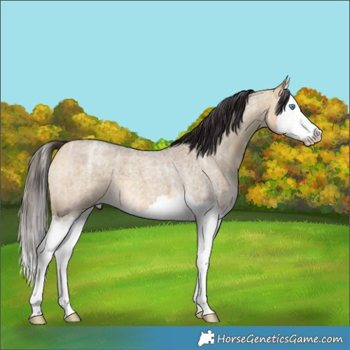 Horse Color:Buckskin Ice Roan Dun Splash 