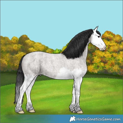 Horse Color:Grullo Ice Roan Splash 