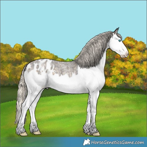Horse Color:Silver Smoky Blue Roan Splash Appaloosa 