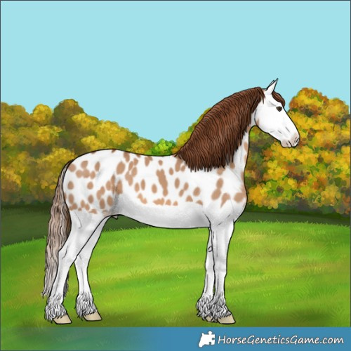 Horse Color:Red Dun Splash Near Leopard