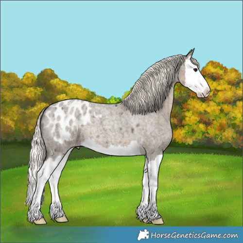 Horse Color:Silver Smoky Grullo Roan Splash Appaloosa 