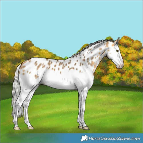 Horse Color:Silver Buckskin Dun Splash Appaloosa