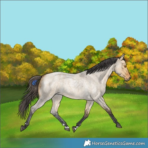 Horse Color:Buckskin Roan Dun Merle Brindle 