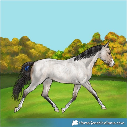 Horse Color:Powder White Bay Roan Dun 