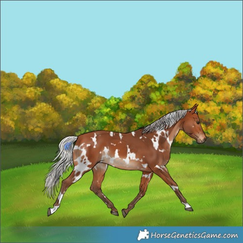 Horse Color:White Spotted Silver Bay 
