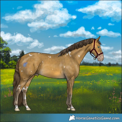 Horse Color:White Spotted Sable Cream Champagne 